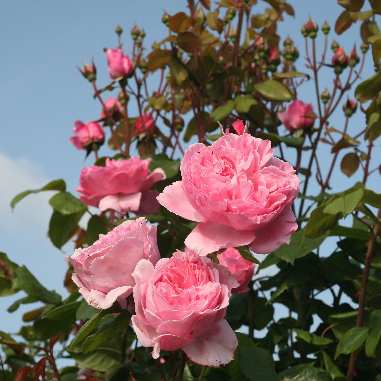 Arborose® Kiss Me Kate  Bare Root Climbing Rose