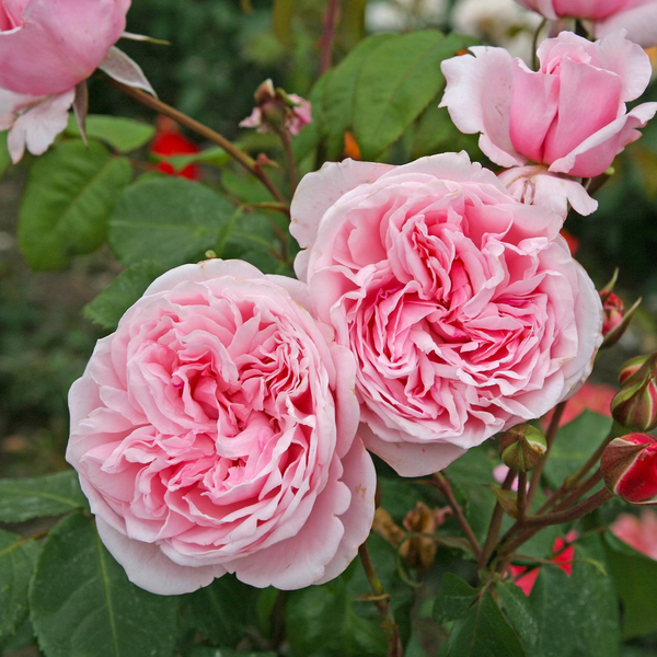 Arborose® Kiss Me Kate  Bare Root Climbing Rose