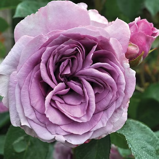 Arborose® Quicksilver™ Potted Climbing Rose