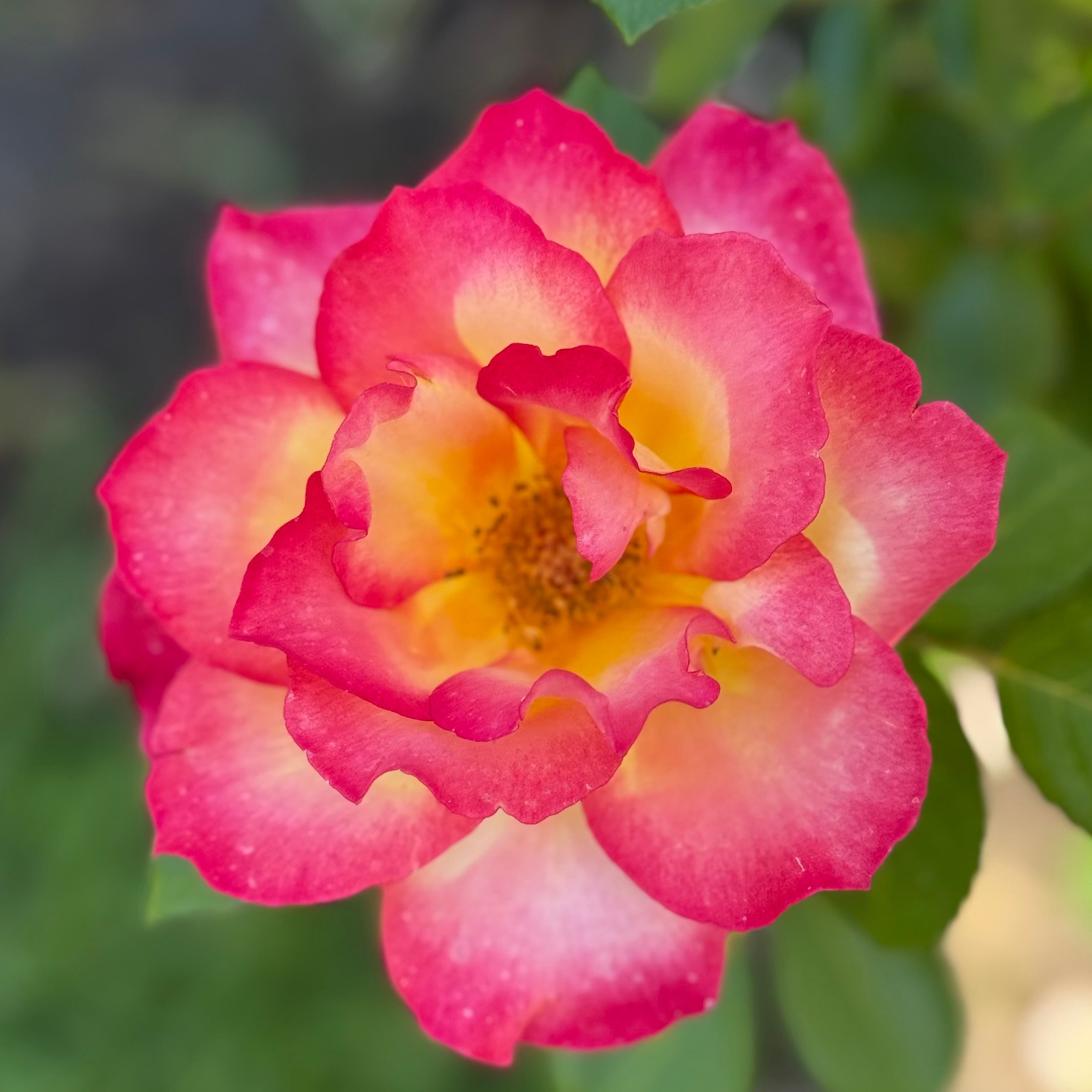 Rainbow Sorbet™  Potted Rose Bush