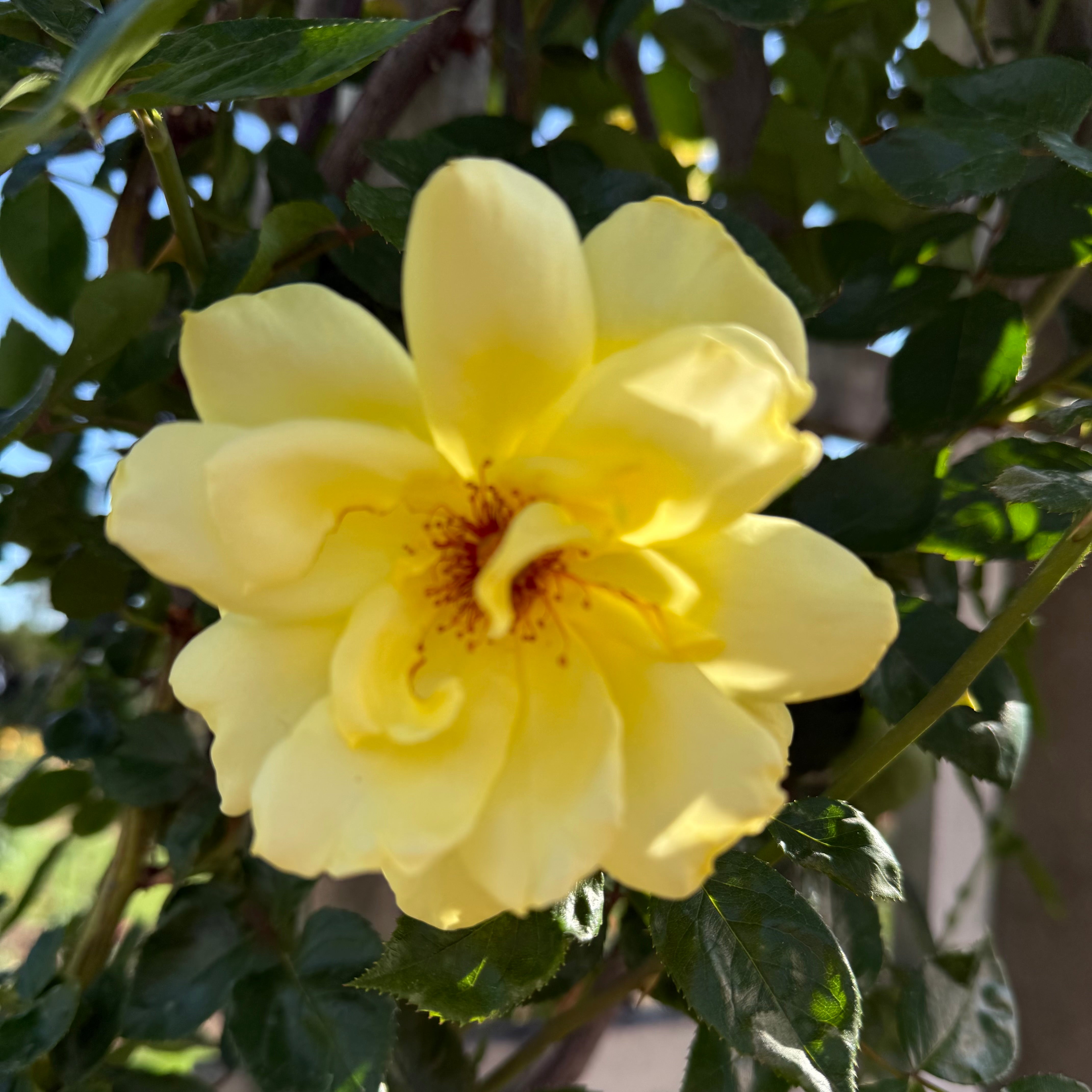 Golden Showers Potted Climbing Rose