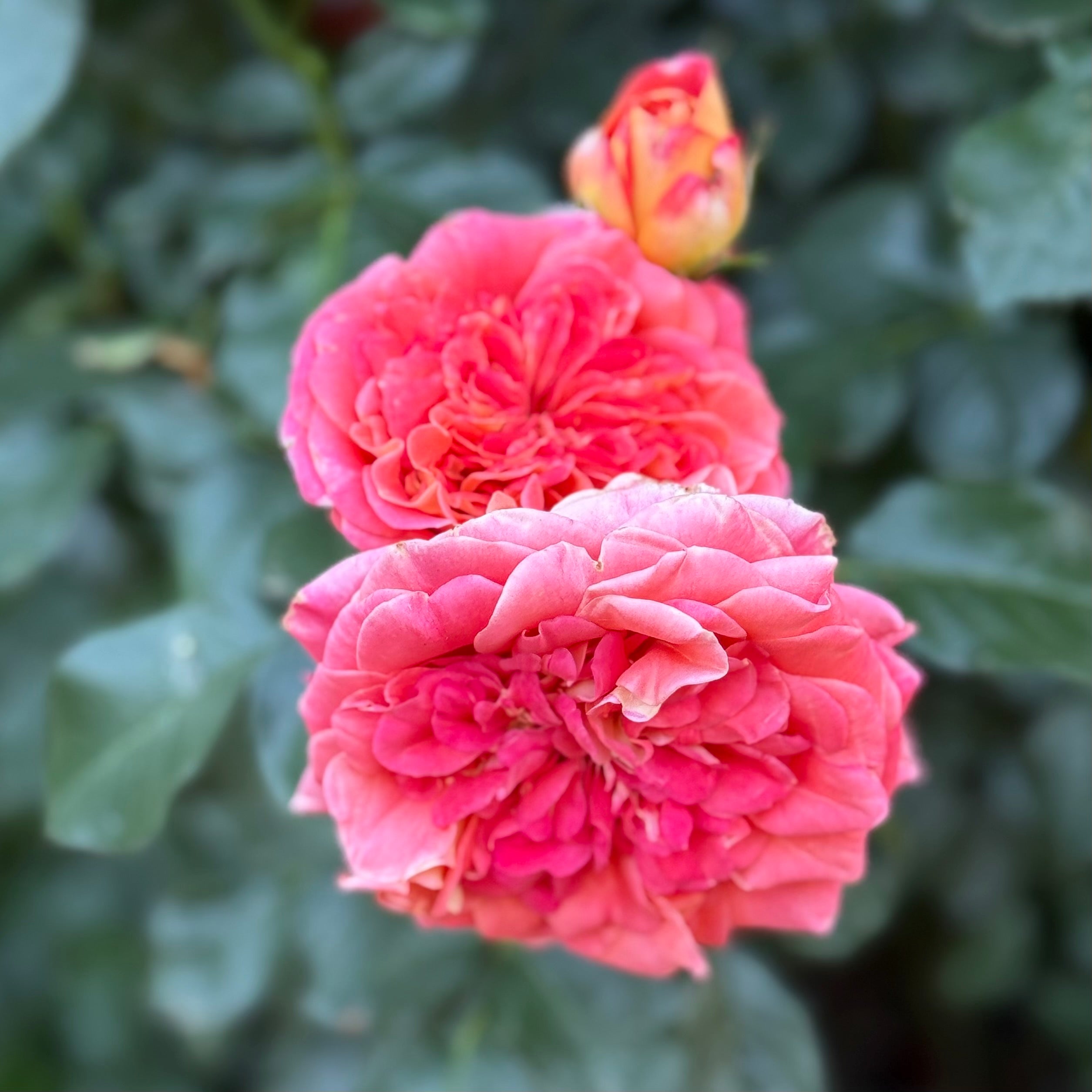 Burst of Joy™ Potted Rose Bush