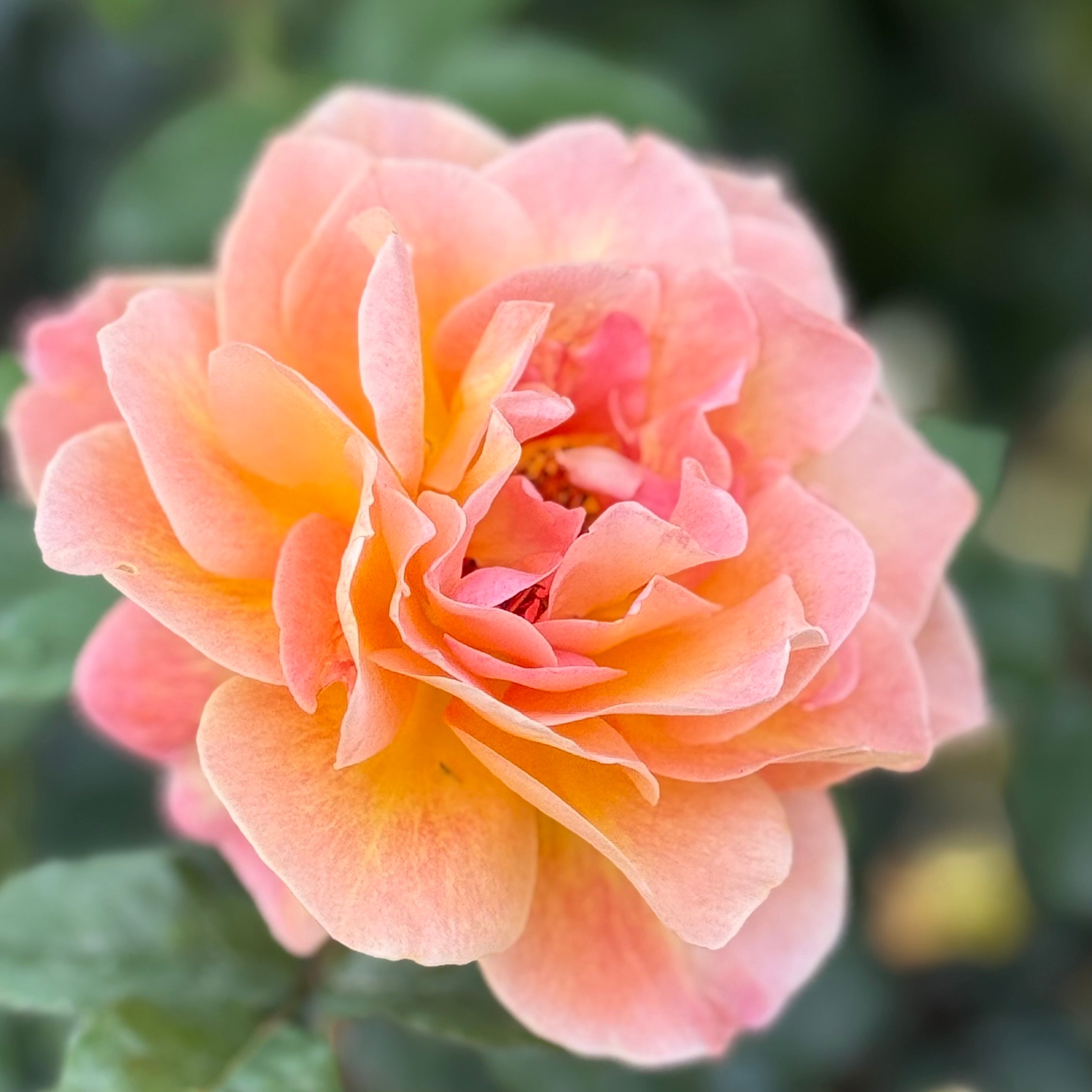 Rosie the Riveter™ Potted Rose Bush