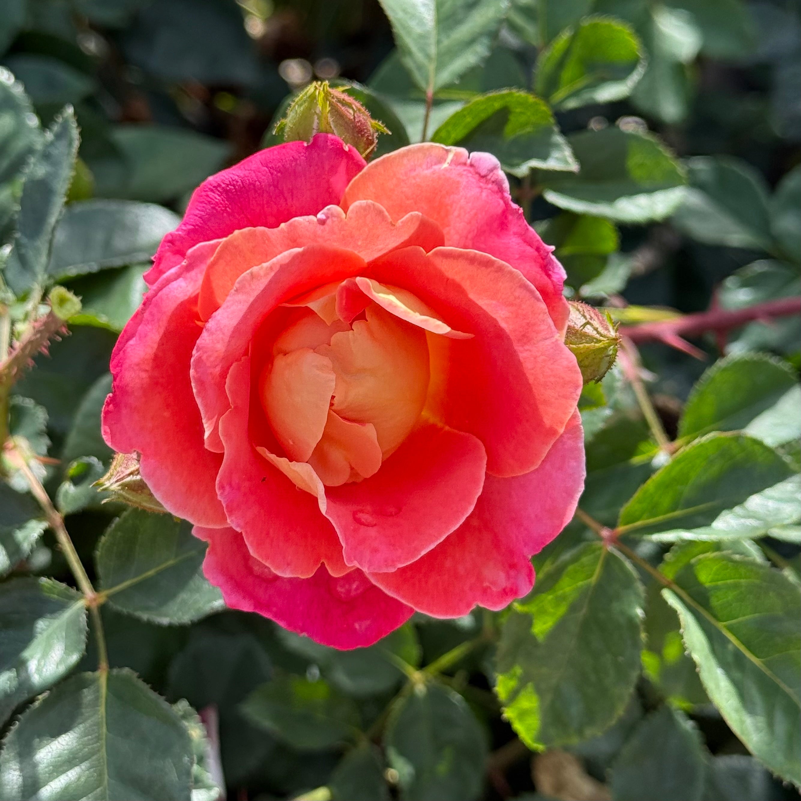 Fruity Petals™ Potted Climbing Rose