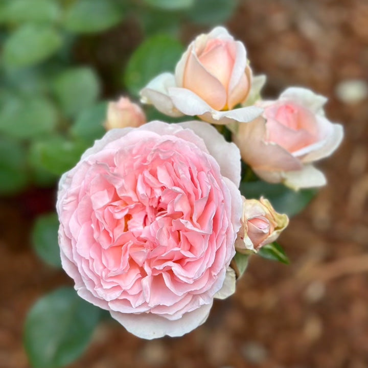 Parfuma® Bliss  Bare Root Rose Bush