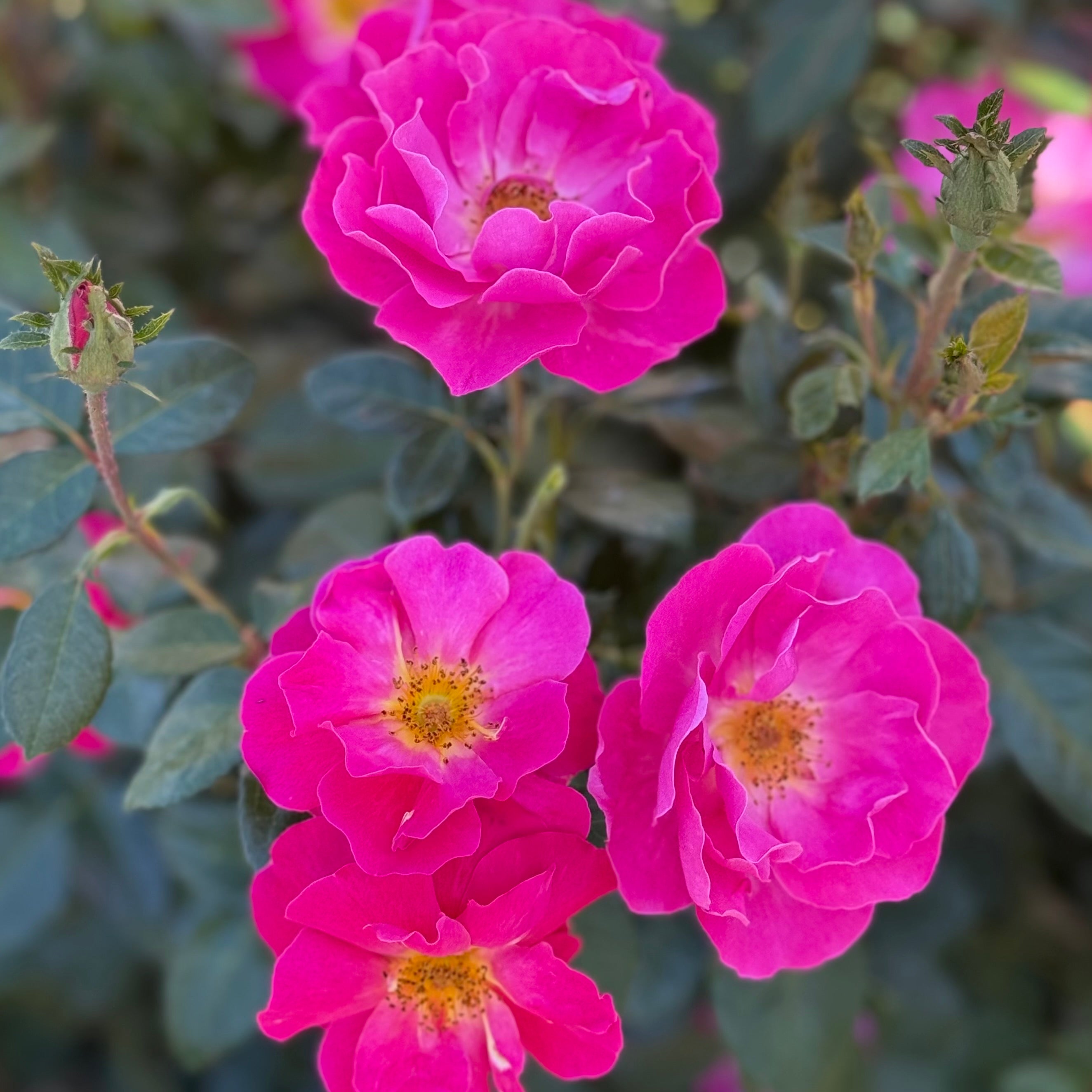 Shining Moment™ Potted Rose Bush
