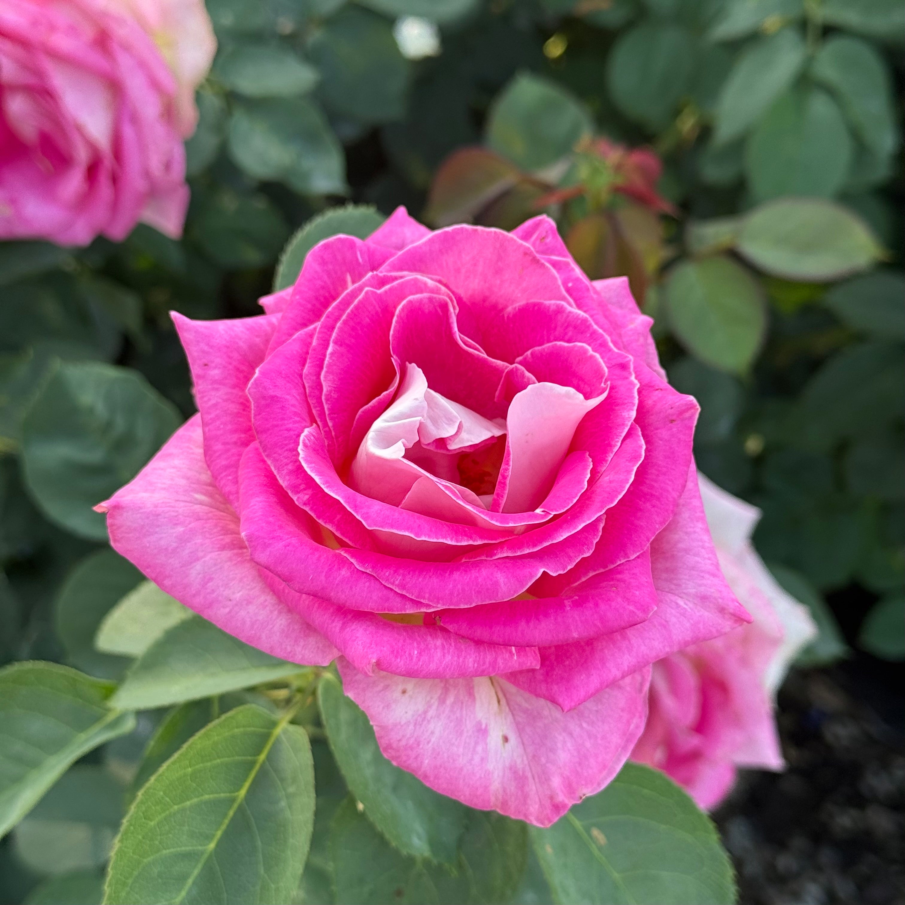 Painted Porcelain™ Potted Rose Bush