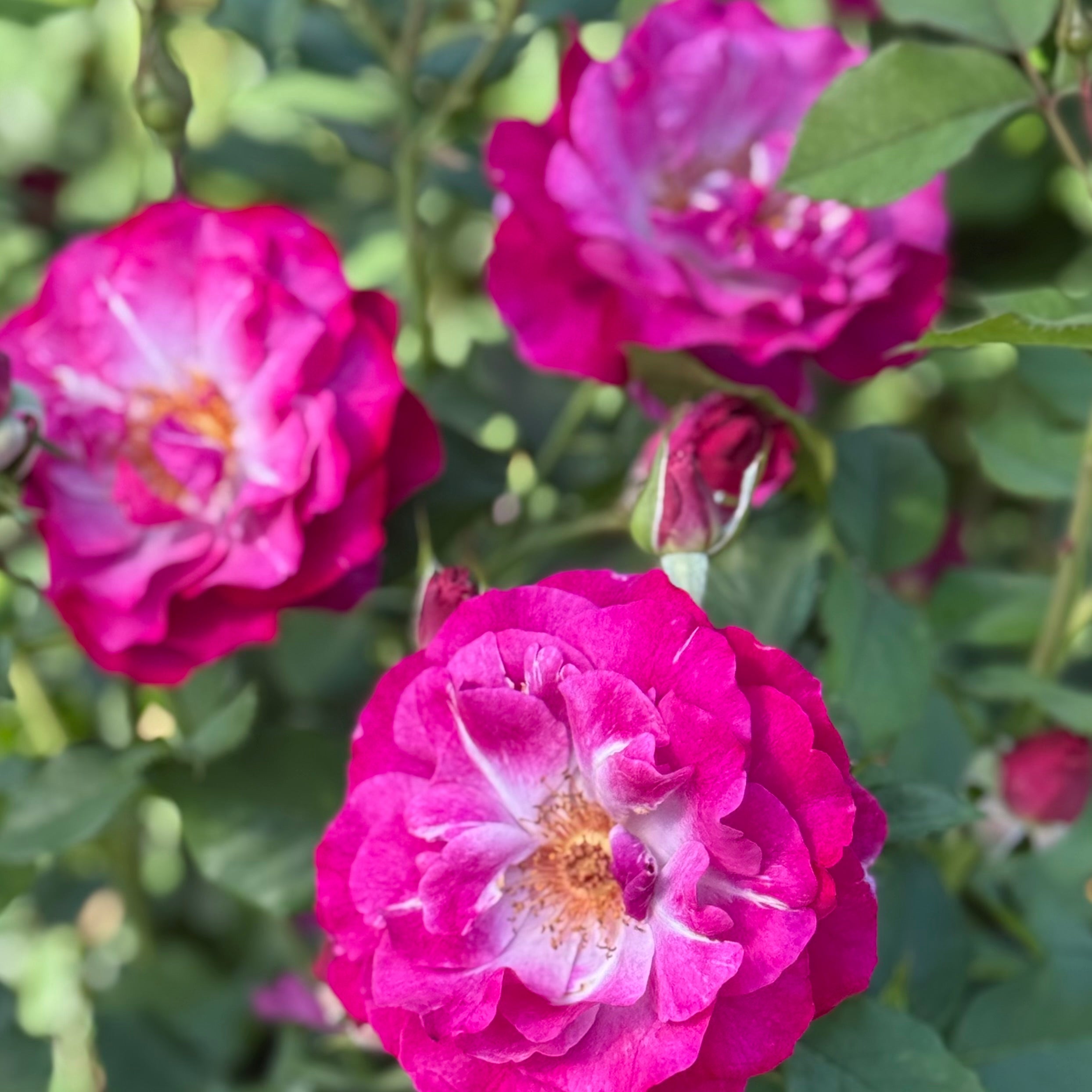 Wild Blue Yonder™ Potted Rose Bush