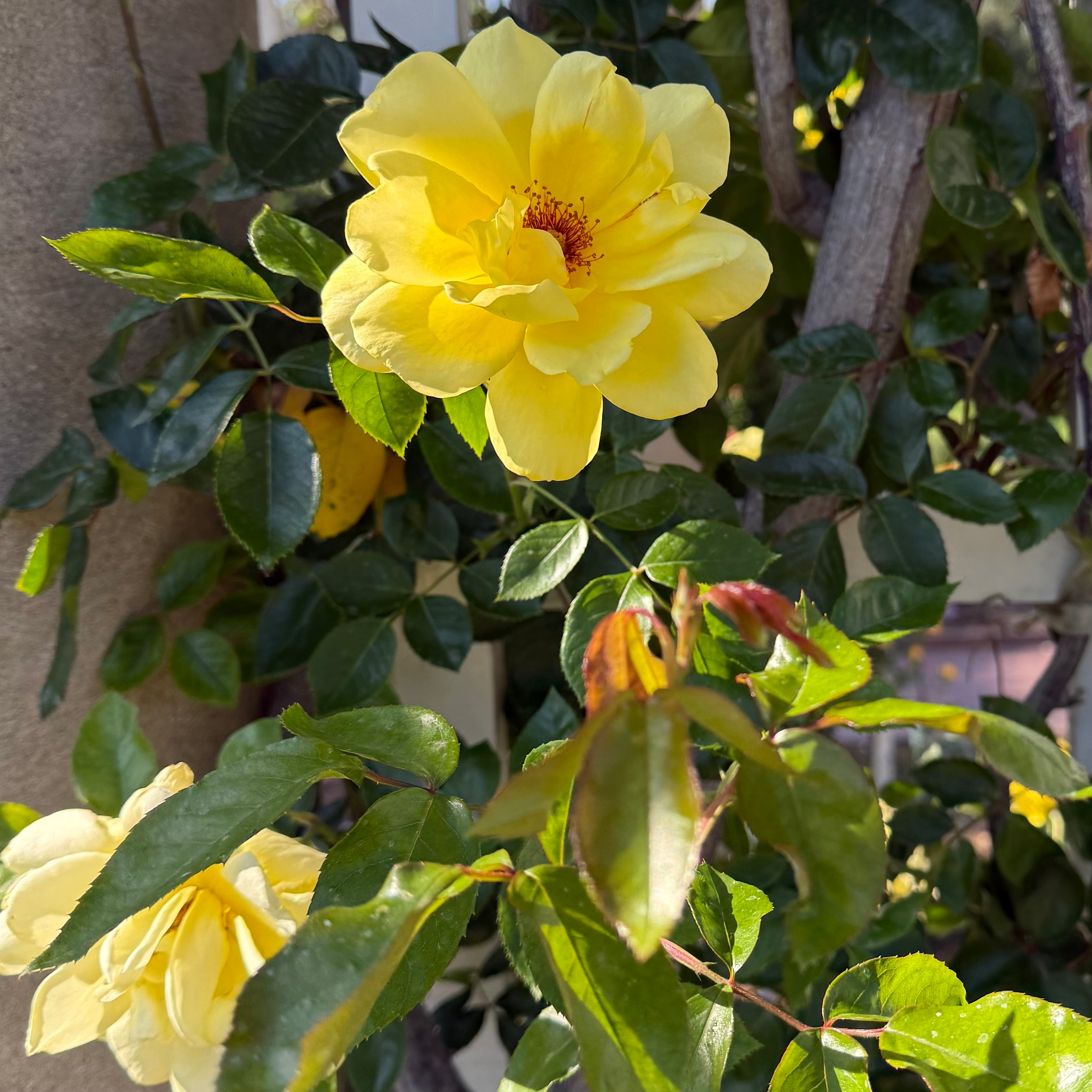 Golden Showers Potted Climbing Rose