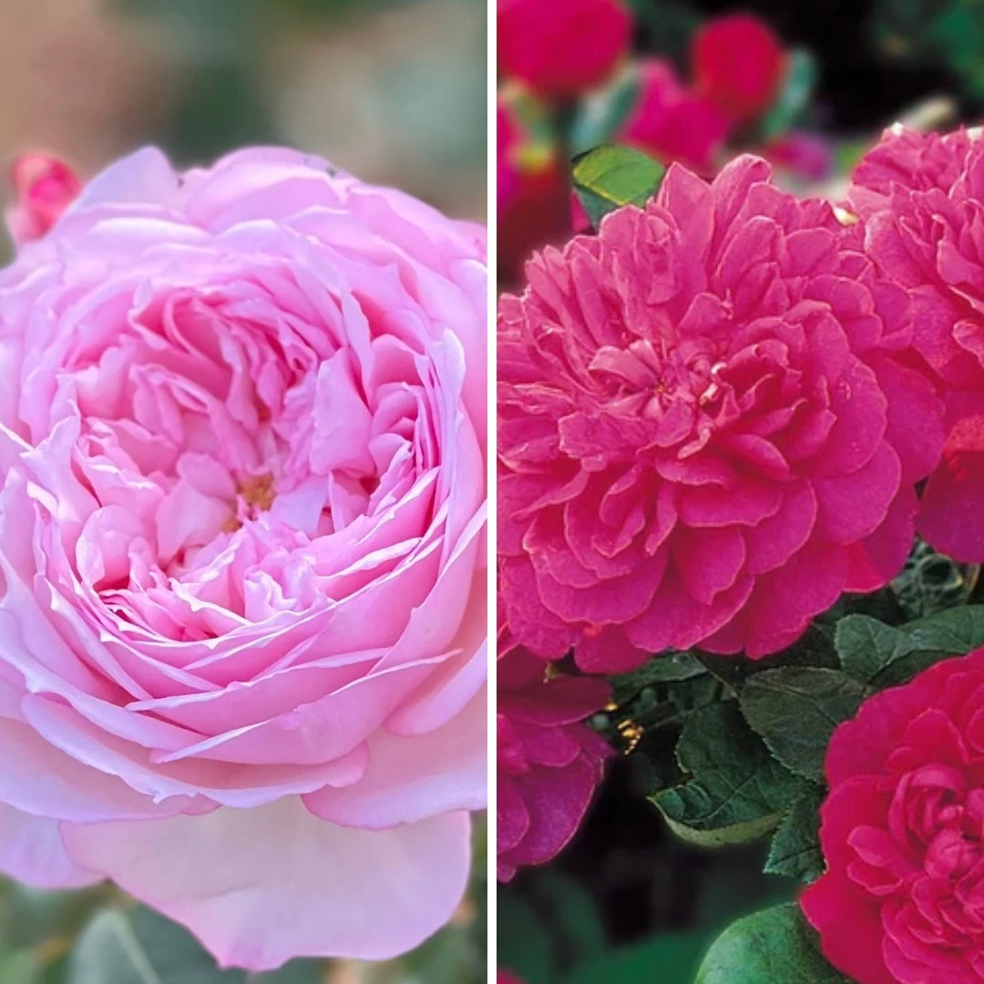 FLASH SALE - 2 Pack David Austin® The Alnwick® & Sophy's Rose Potted Rose Bushes