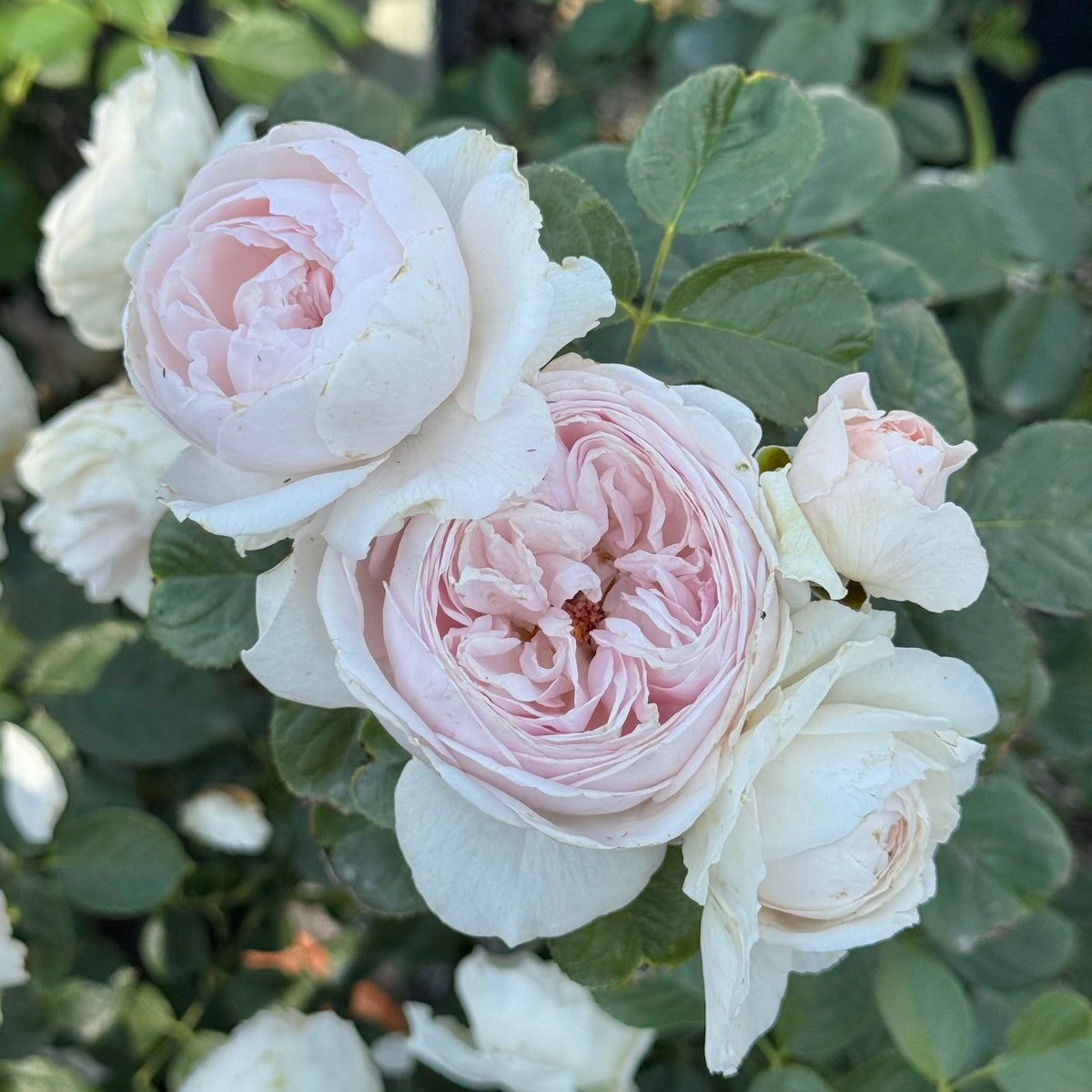 Parfuma® Earth Angel™ Bare Root Rose Bush