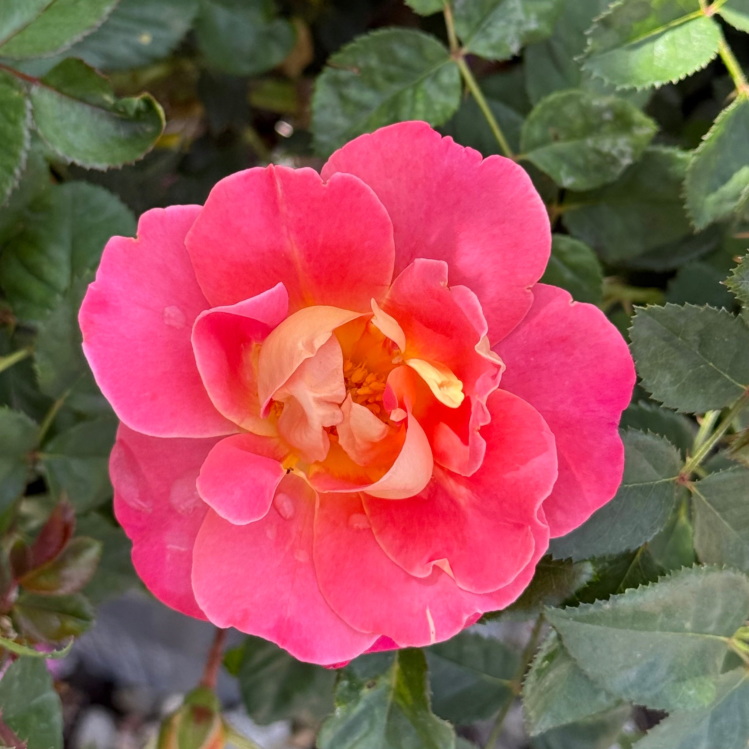 Fruity Petals™ Potted Climbing Rose