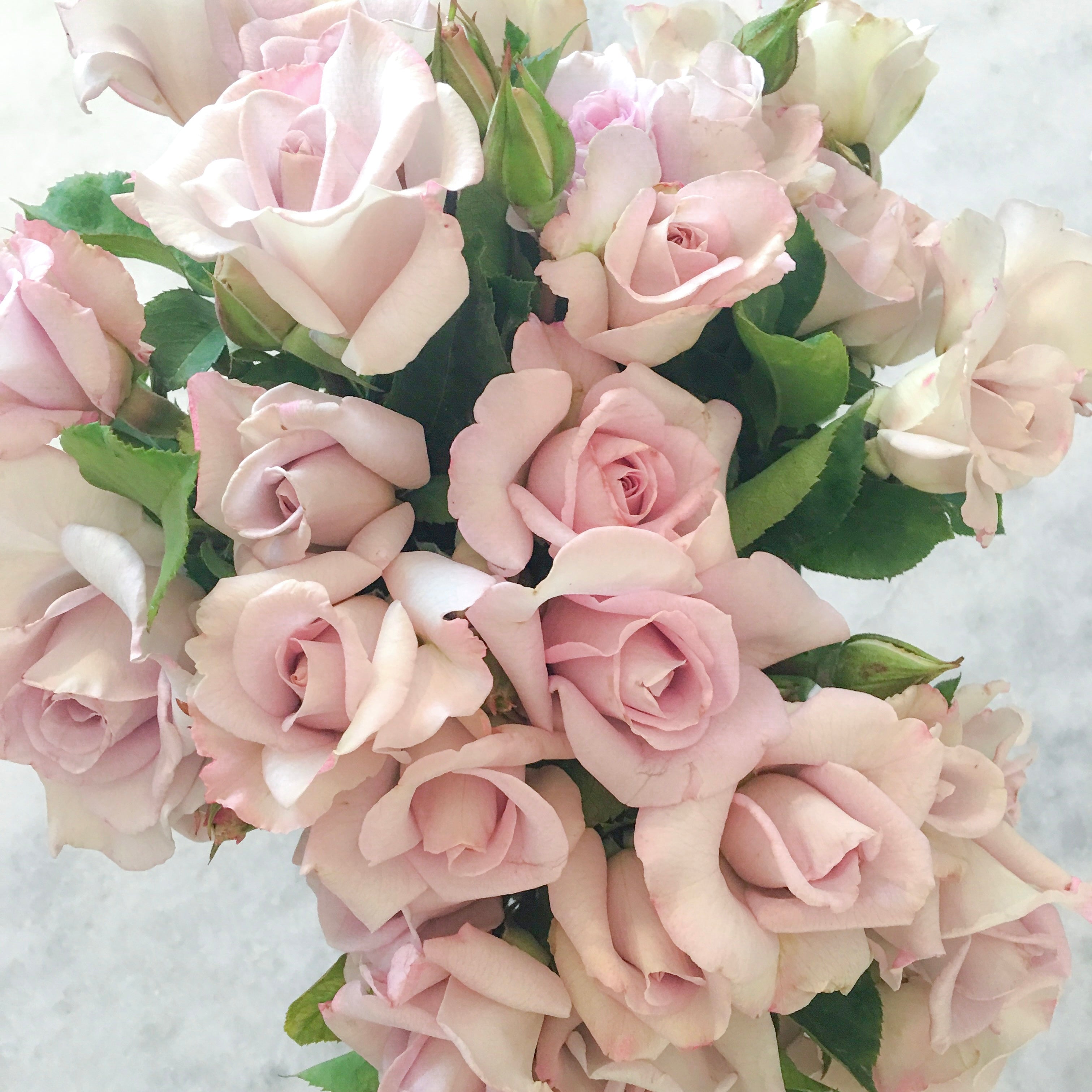 Lagerfeld® Bare Root Rose Bush