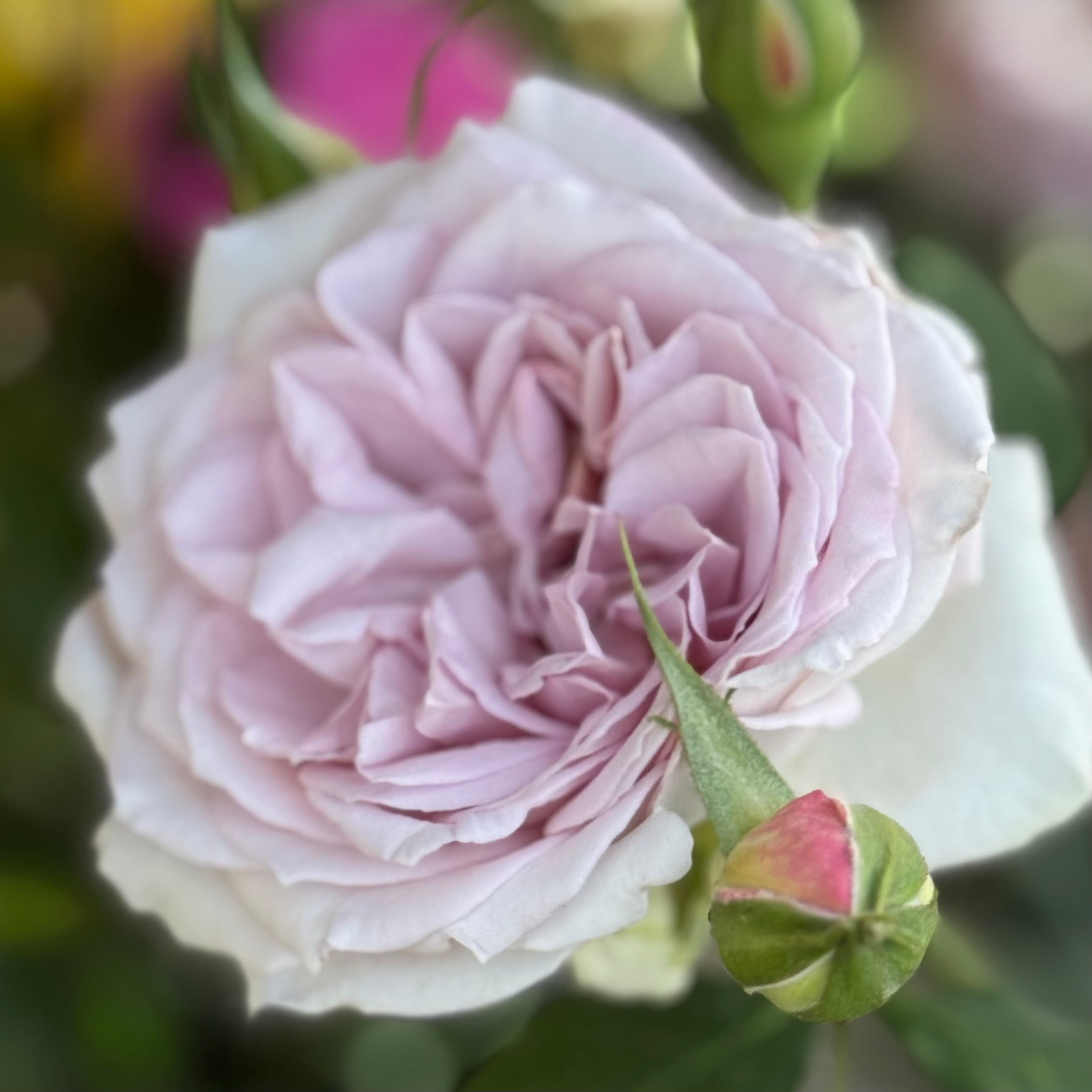 Silver Lining™ Potted Rose Bush