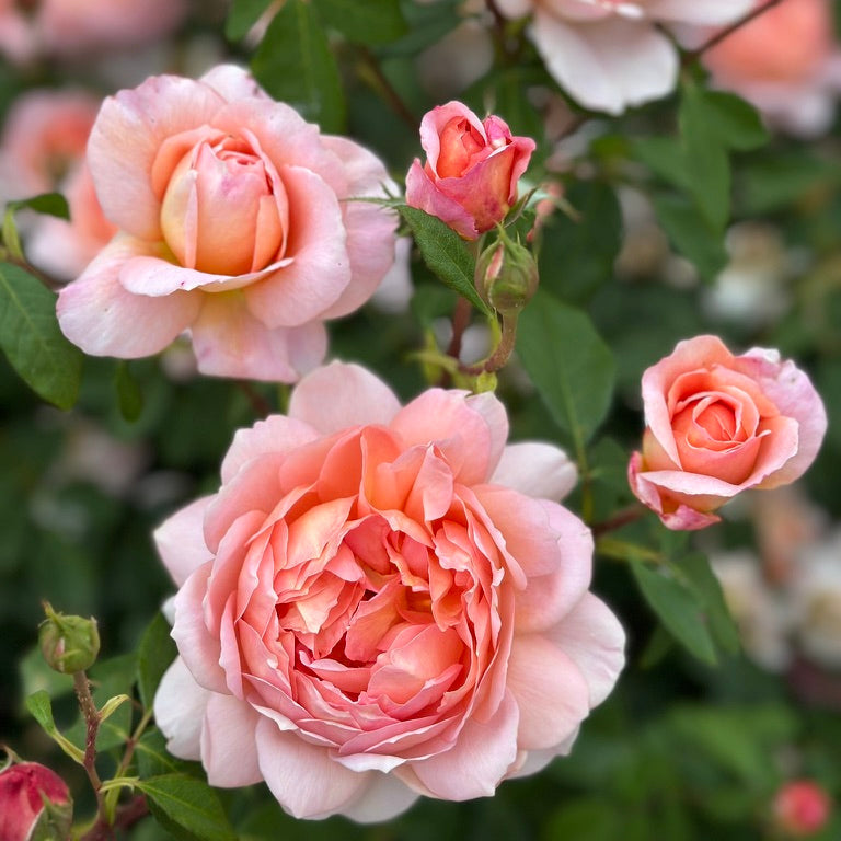 David Austin® Carding Mill® Potted Rose Bush