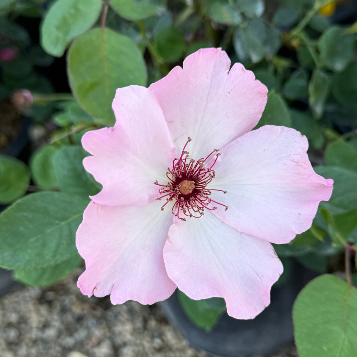 Dainty Bess Potted Rose Bush