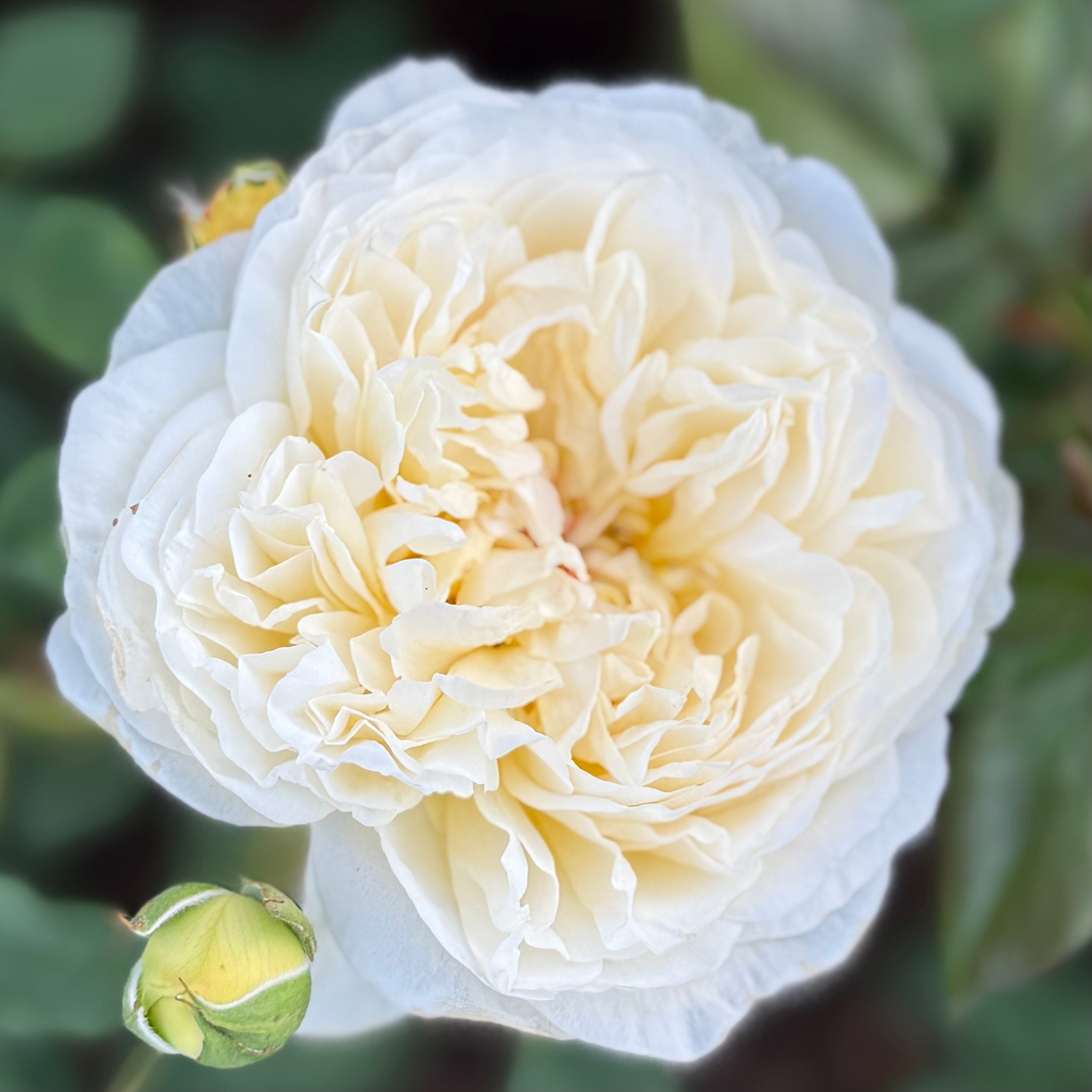 David Austin® The Poet's Wife Potted Tree Rose