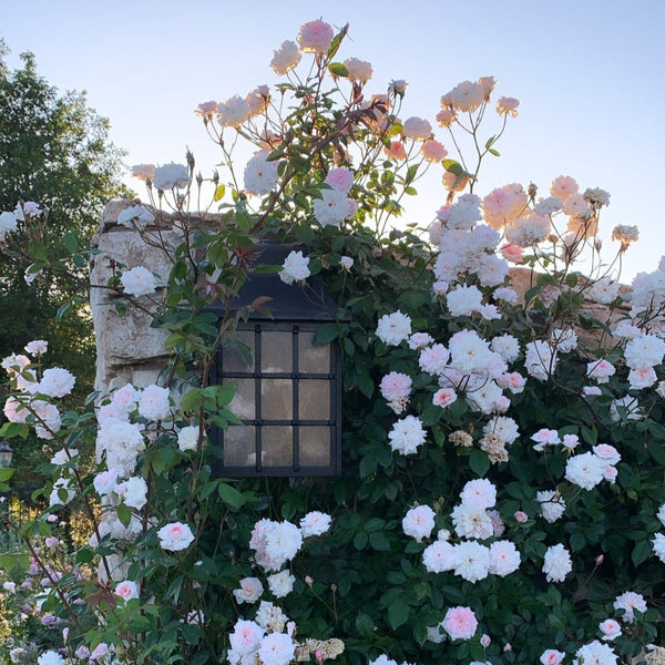 Cecile Brunner Rose Bush