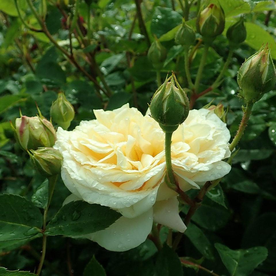 David Austin® Teasing Georgia® Potted Rose Plant