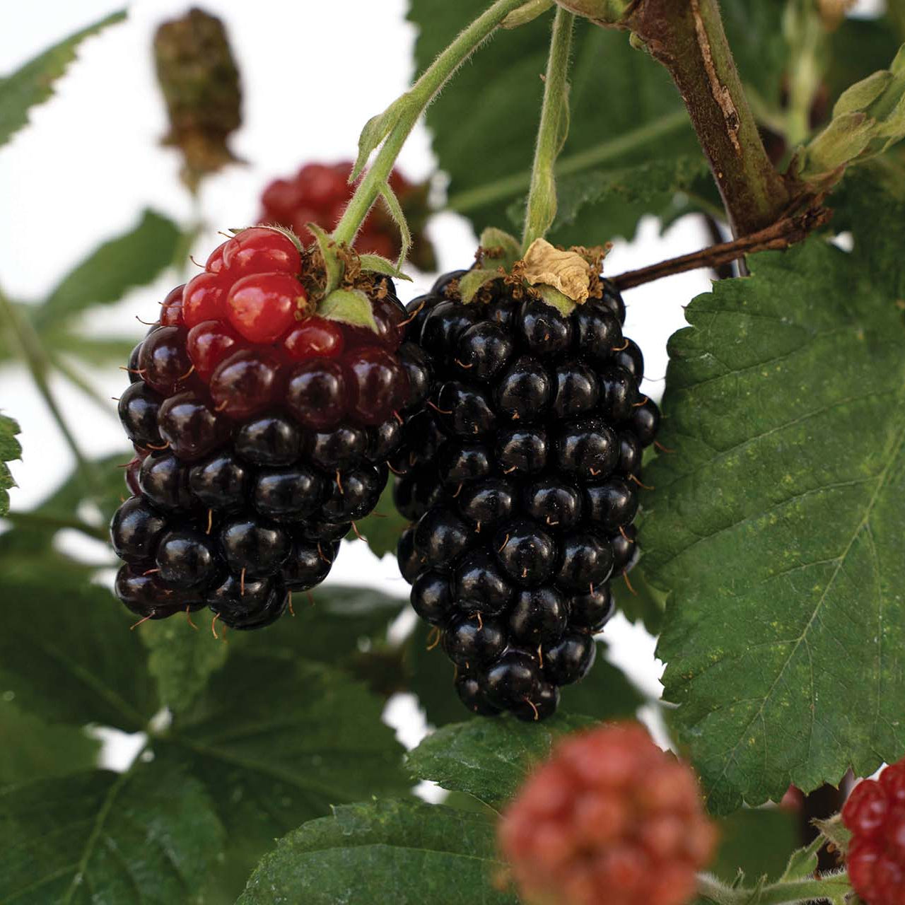 Blackberry Bushel and Berry® Baby Cakes® Thornless Potted Blackberry Plant