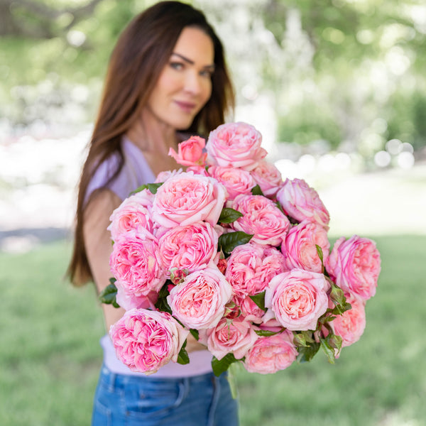 Romantica® Ball Gown™  Bare Root Rose Bush