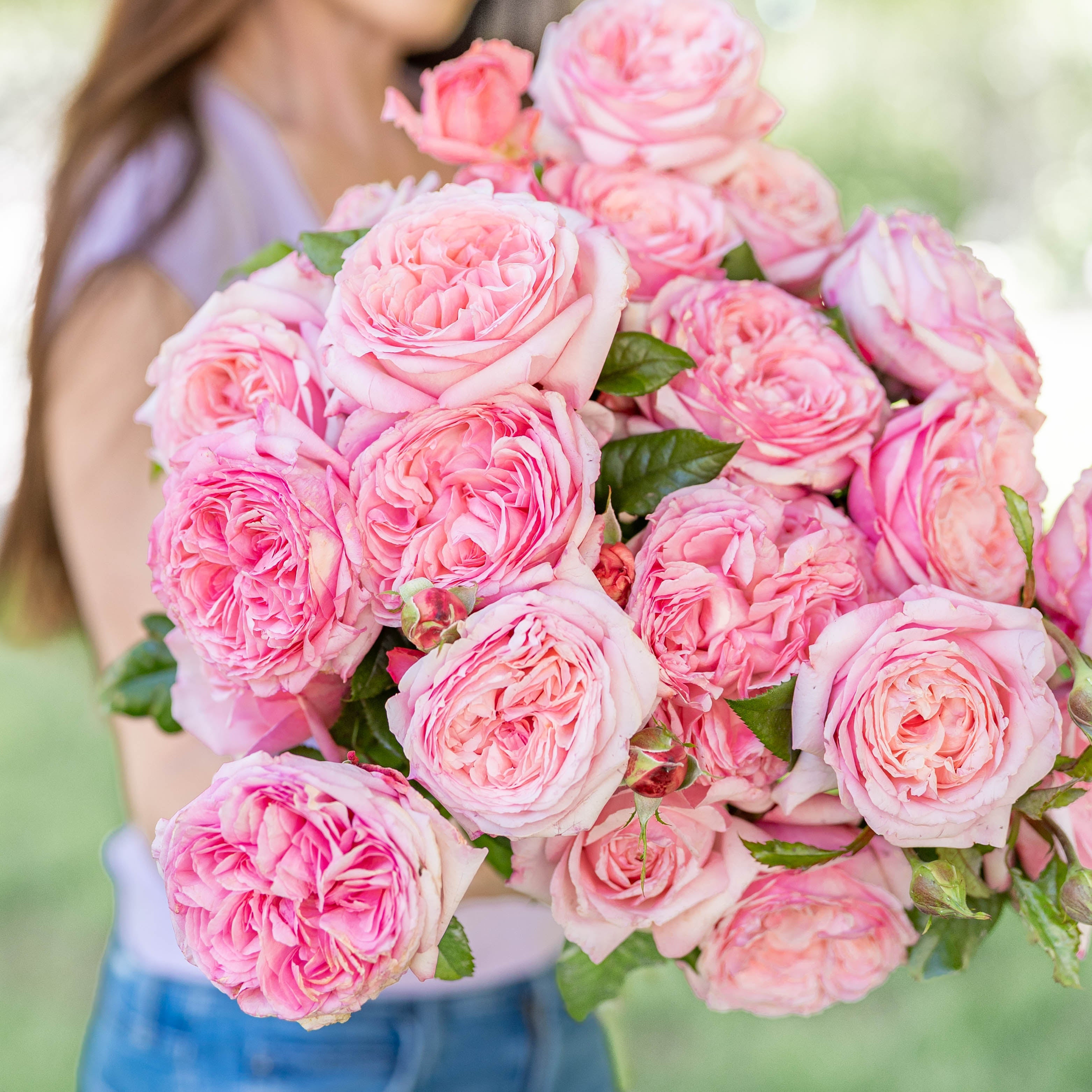 Romantica® Ball Gown™ Potted Rose Bush