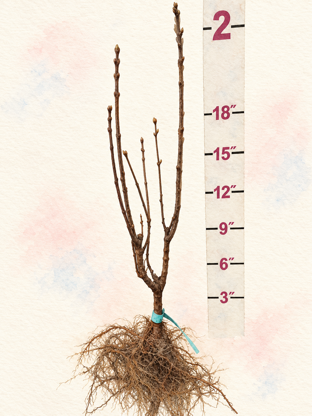 Wedgewood Blue Bare Root Lilac Bush