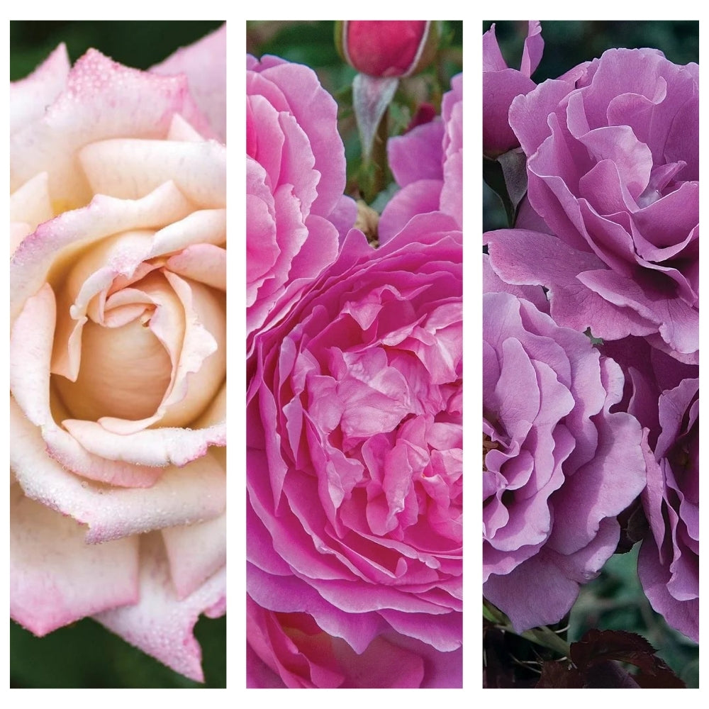 Bingley’s Charm® Garden Color Stories™ Bundle of 3 Bare Root Roses