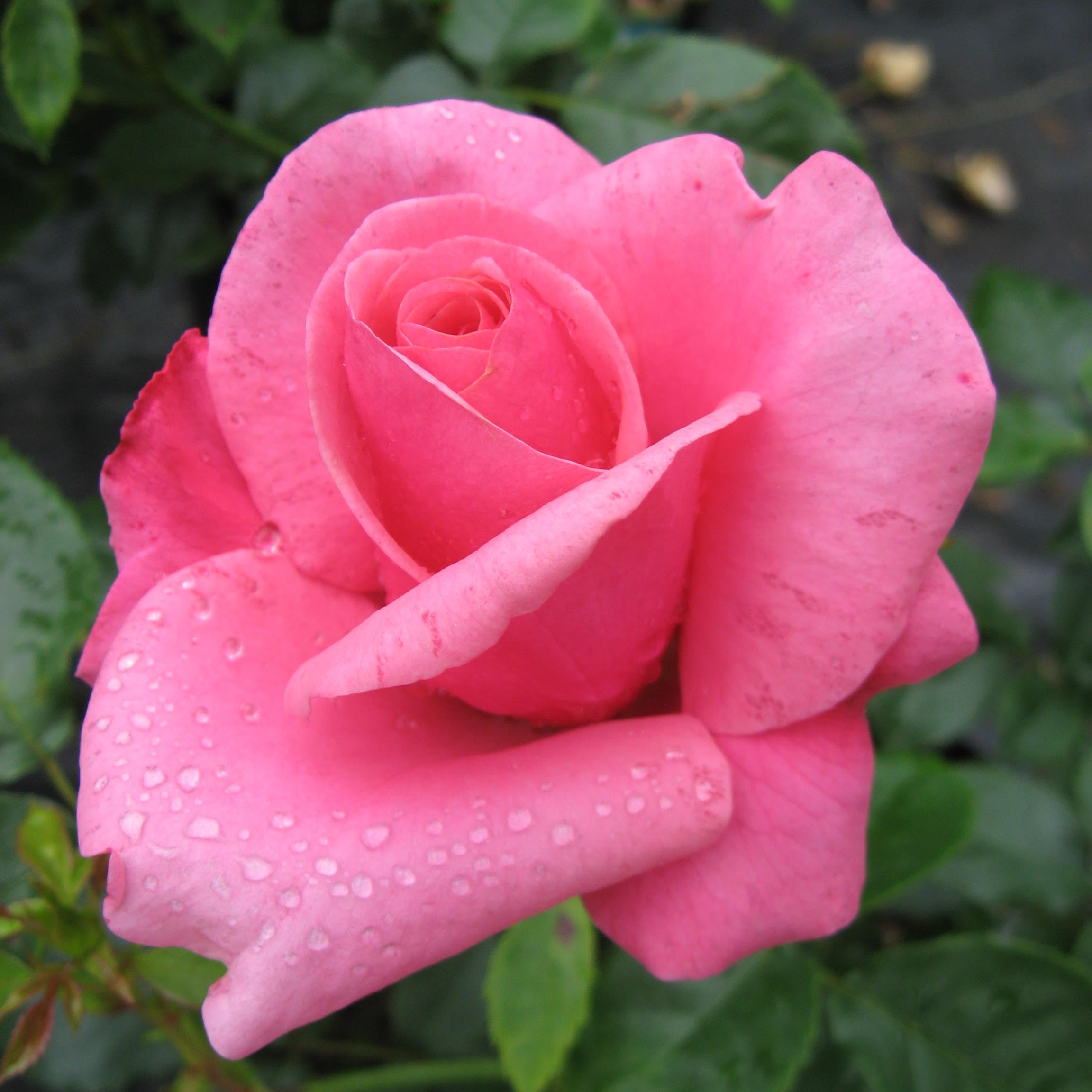 Belle Danielle™ Bare Root Rose Bush