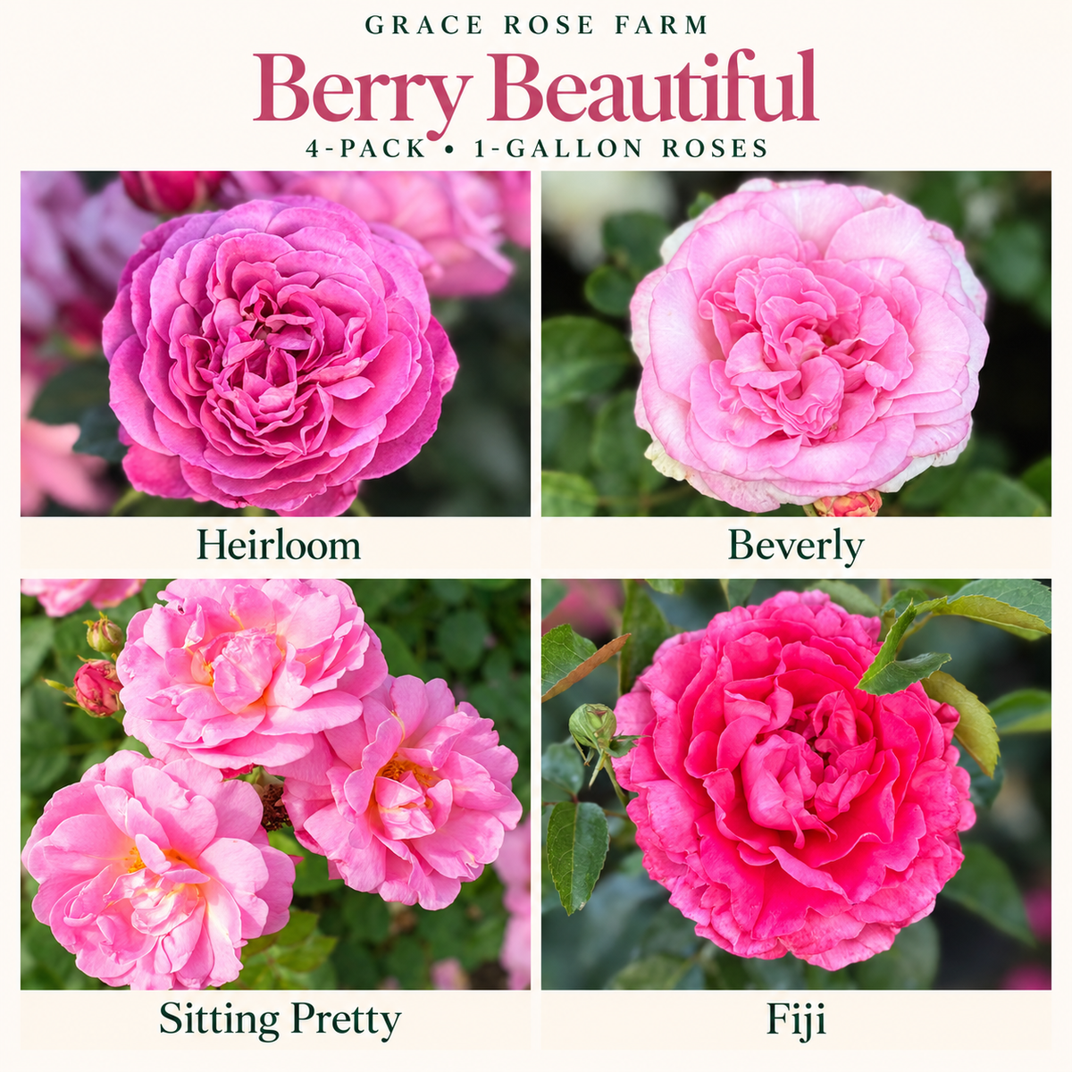 BERRY BEAUTIFUL 4 Pack - Heirloom, Beverly™, Sitting Pretty™ & Fiji™