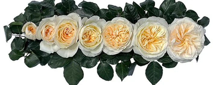 Bessie™ Special Bouquet