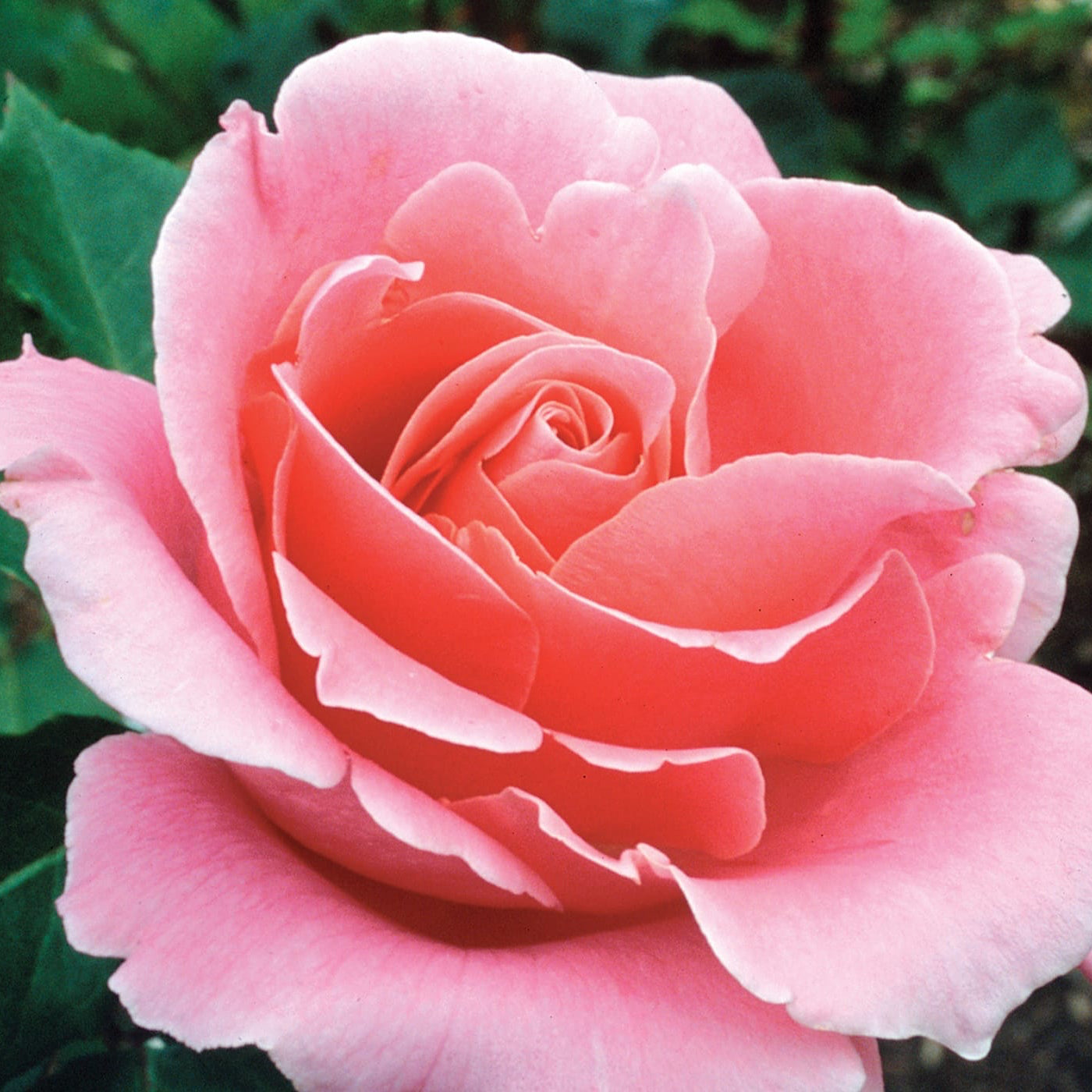 Bewitched ™ Bare Root Rose Bush