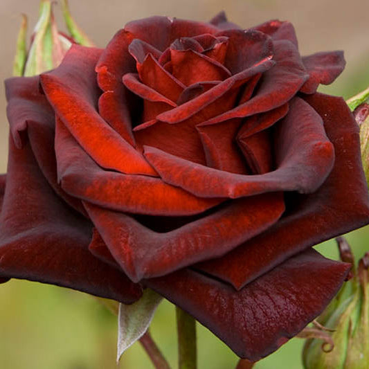 Black Magic® Bare Root Rose Bush