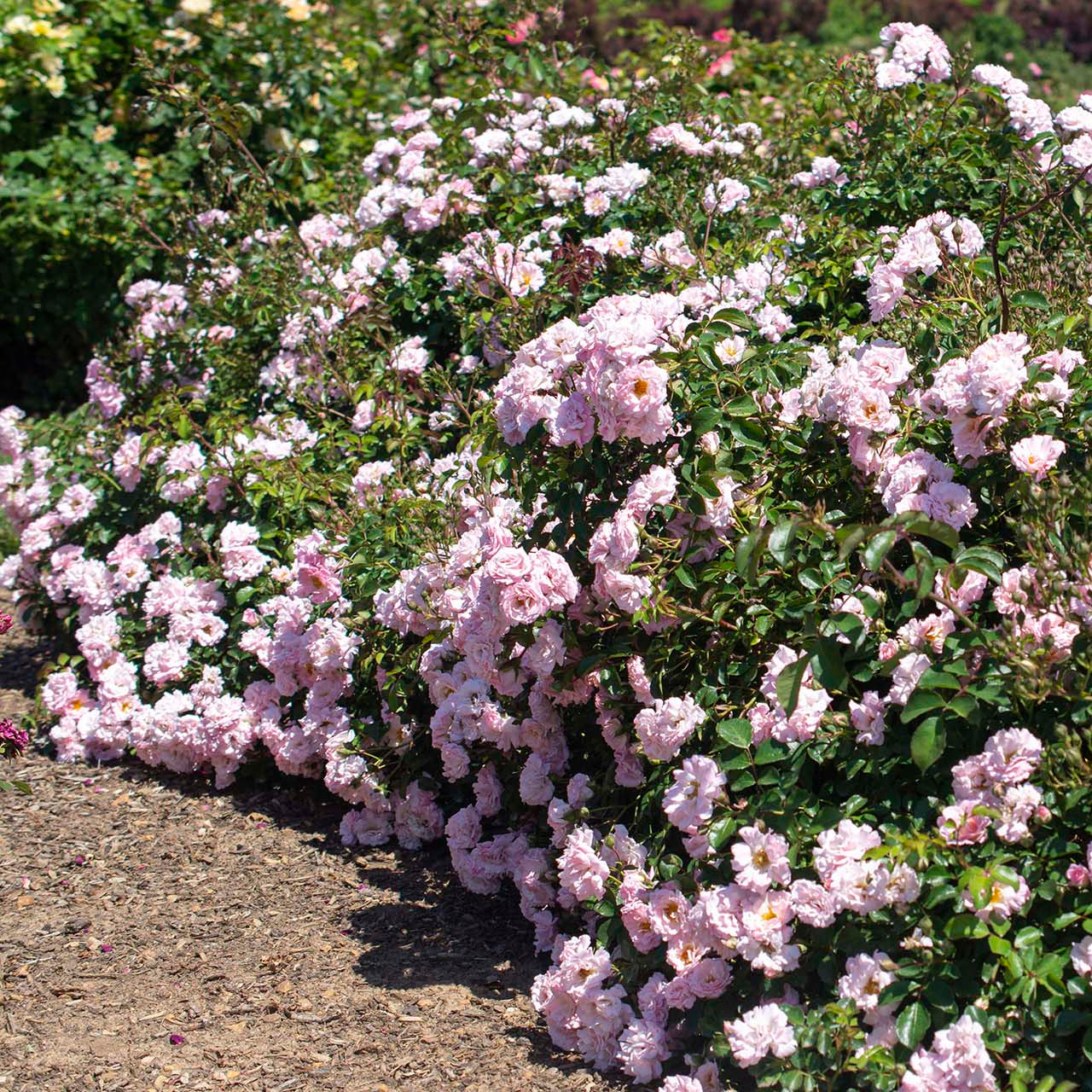 Ribbons of Roses™ Bundles of Bare Root Roses - Blushing Drift® - Pack of 10