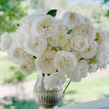 White Bolero™ Rose