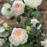 Bolero™ Rose