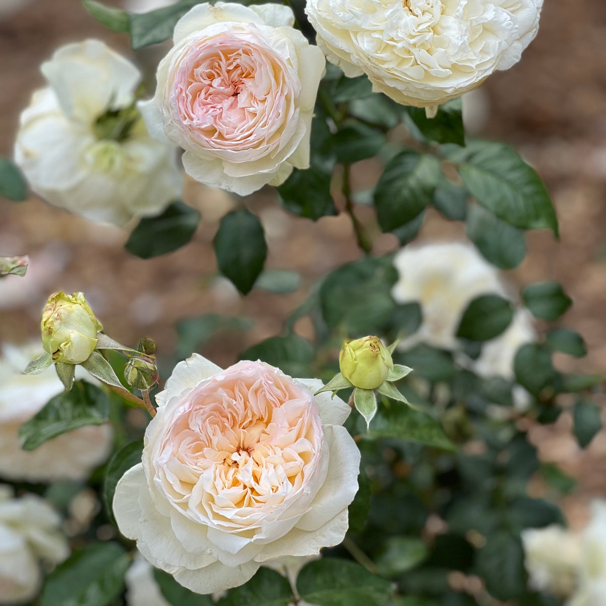 Bolero™ Potted Tree Rose