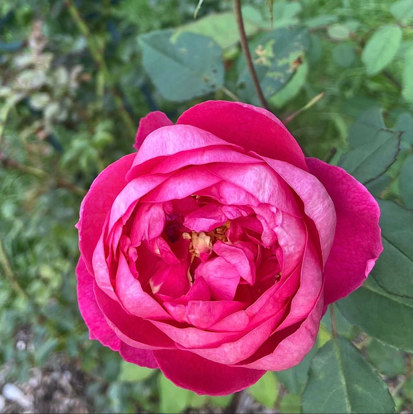 David Austin® Benjamin Britten® Potted Rose Bush