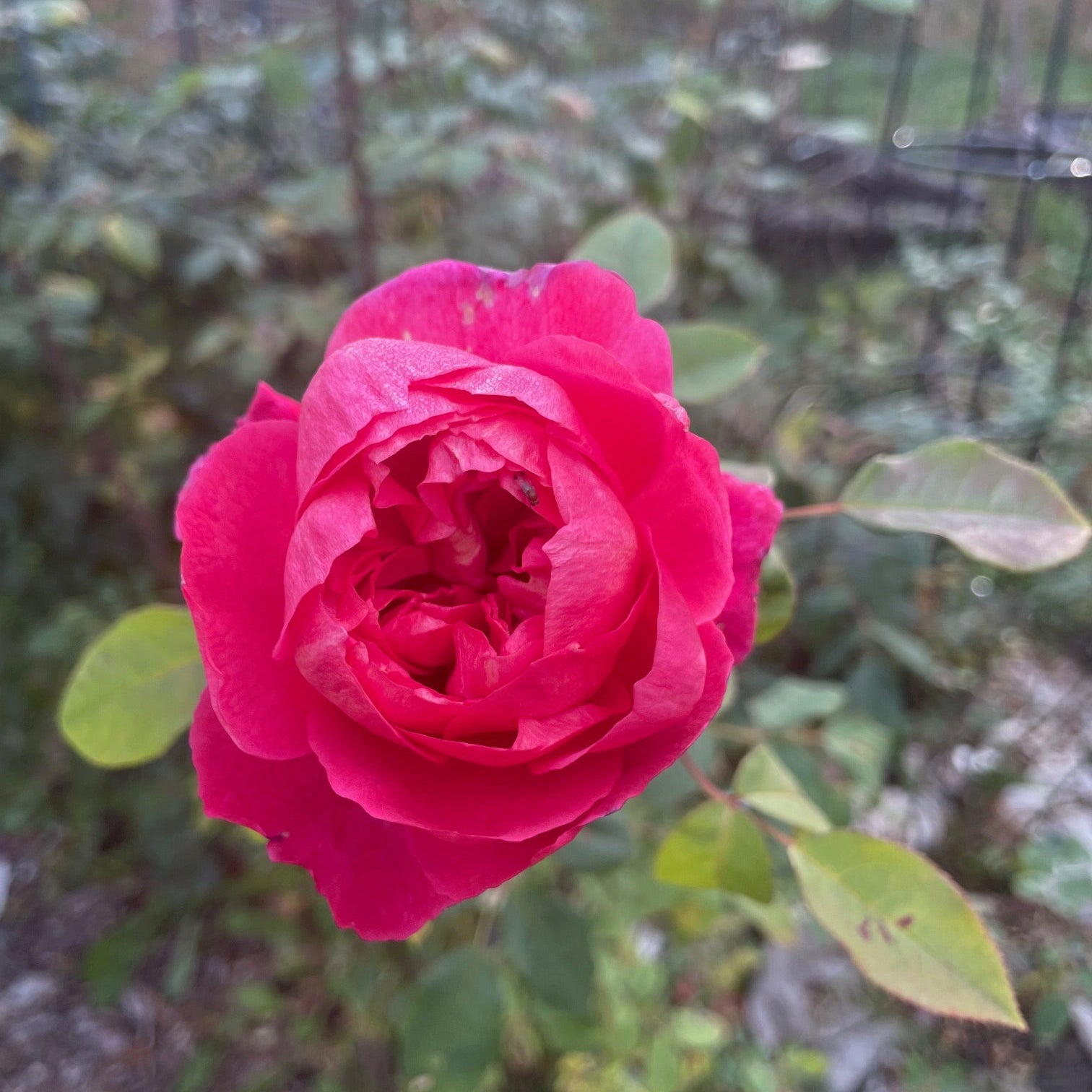 Close-up of a pink rose with a blurred garden background