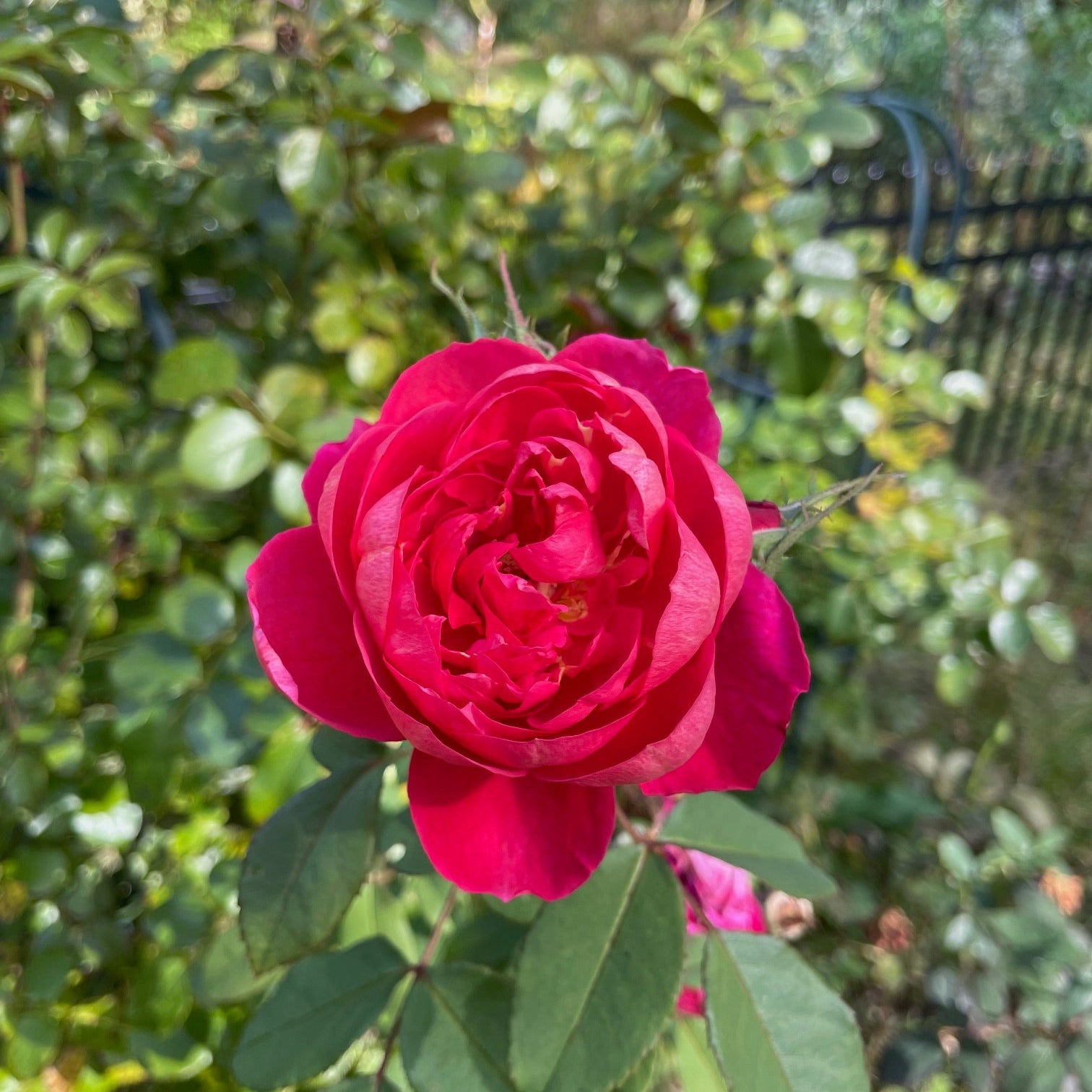 David Austin® Benjamin Britten® Potted Rose Bush