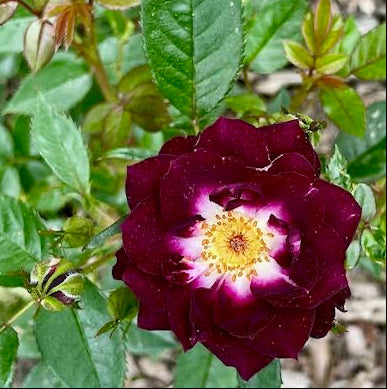 Two dark purple roses with green leaves on a natural background