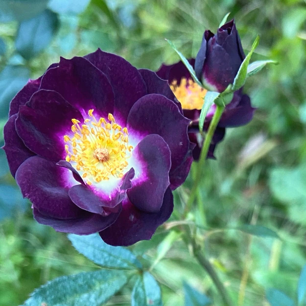 Diamond Eyes™ Bare Root Rose Bush