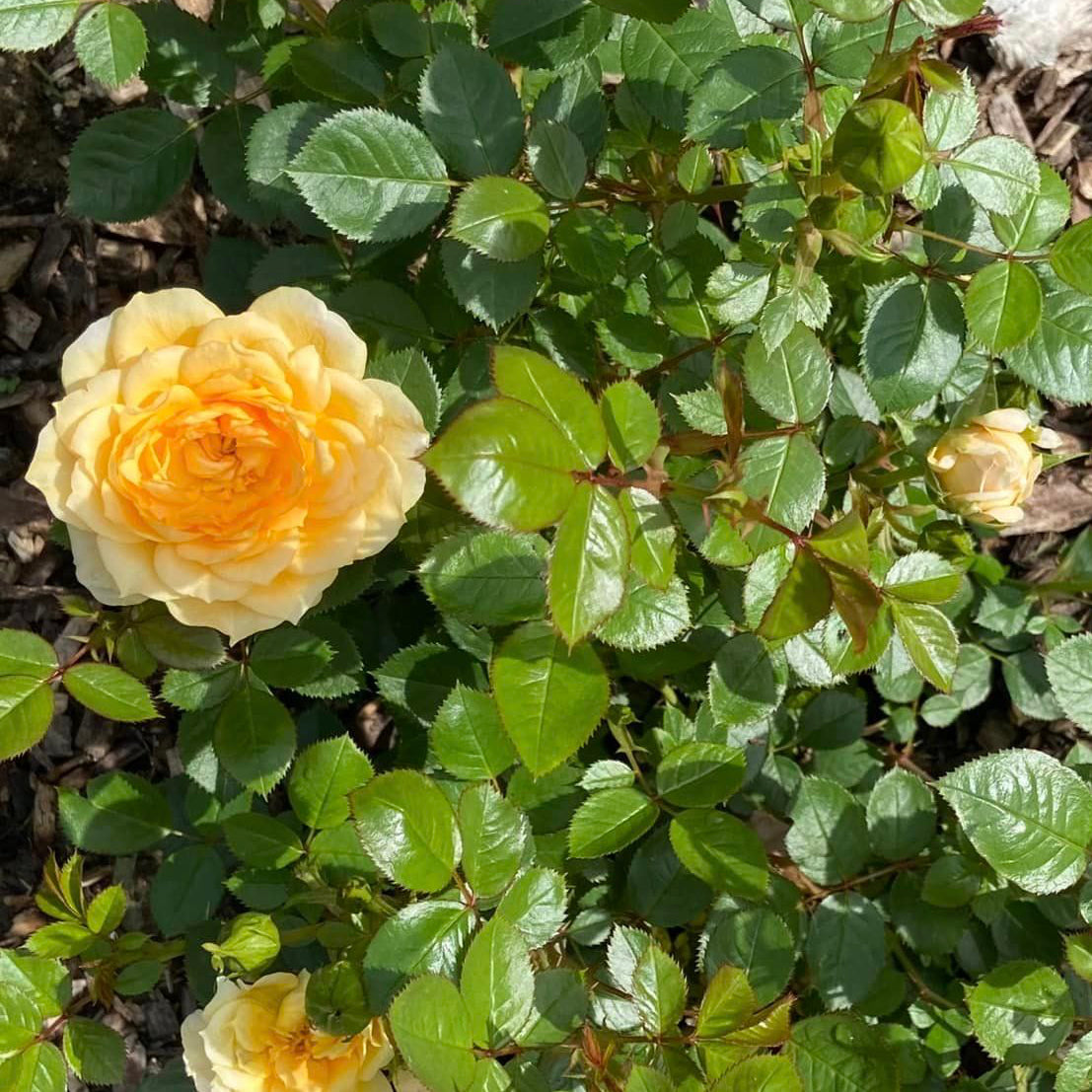 Edith's Darling® Bare Root Rose Bush