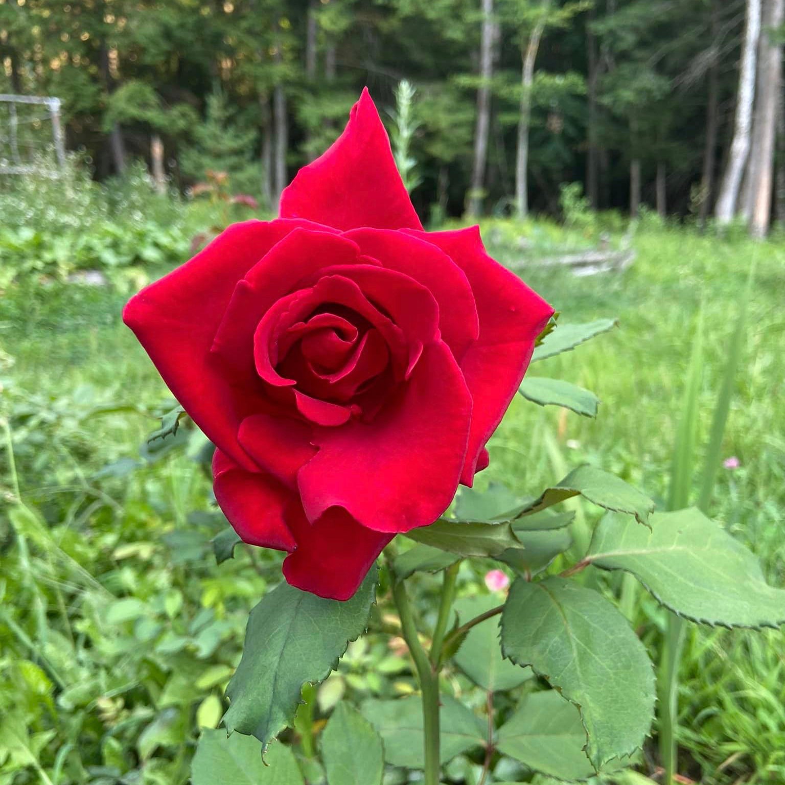 Veterans' Honor® Potted Rose Bush