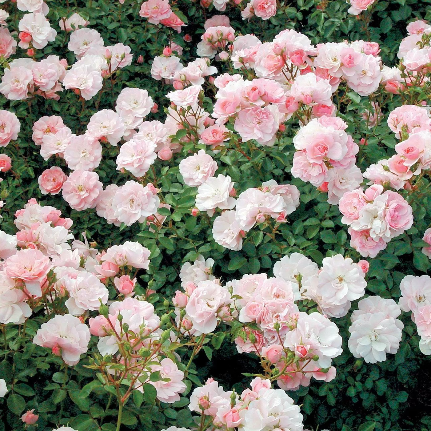 Bonica® Potted Rose Bush