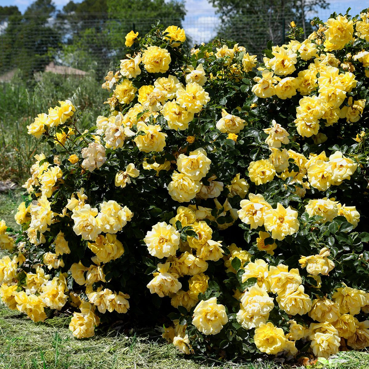 Brick House® Yellow Bare Root Rose Bush