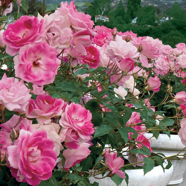 Brilliant Pink Iceberg  Bare Root Rose Bush