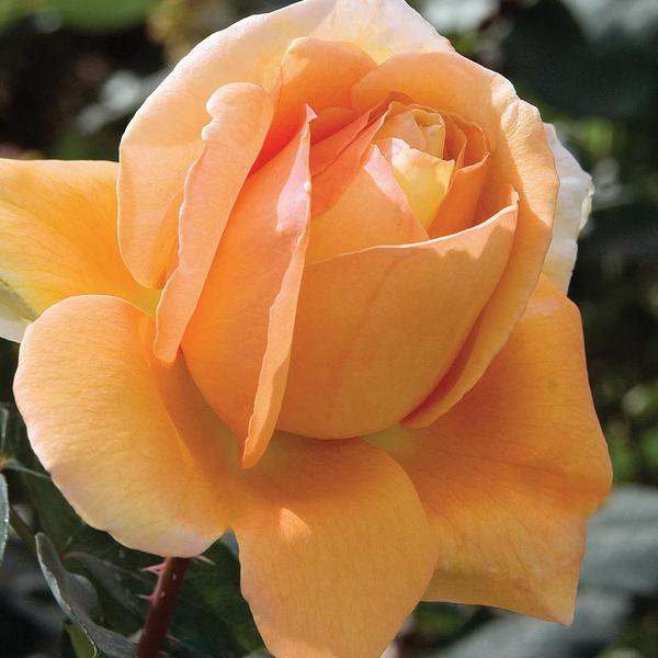 Bronze Star™ Potted Rose Bush