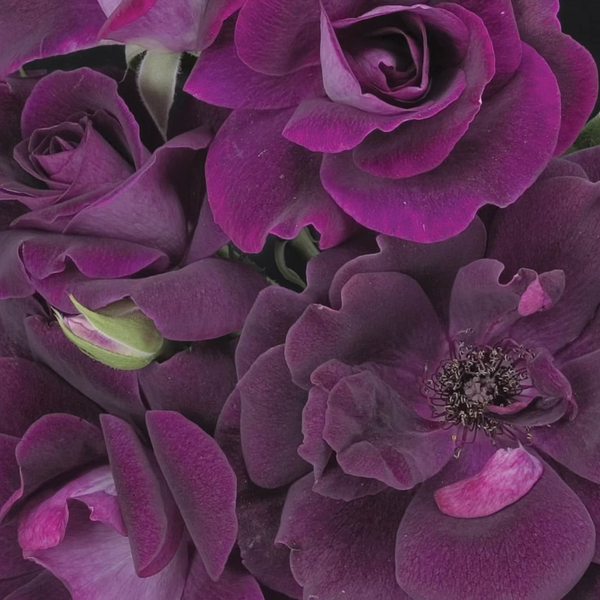 Burgundy Iceberg Bare Root Tree Rose