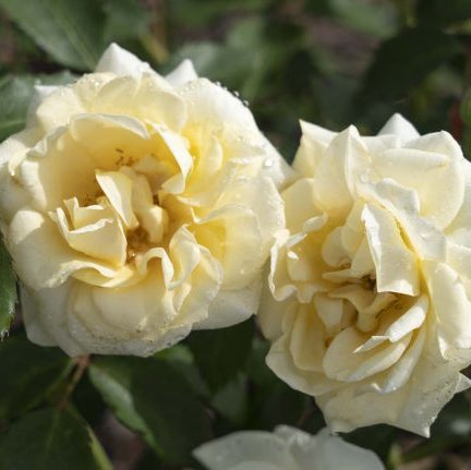 Buttercream Drift® Potted Rose Bush